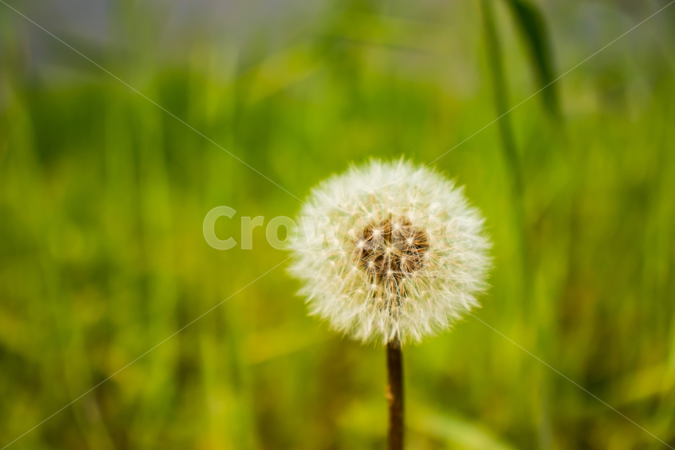 민들레홀씨,민들레,꽃,자연,봄,식물,여름,야외,들판,홀씨,씨앗,배경,바탕,백그라운드,계절,성장,만개,활짝핀,봄꽃,아름다운,예쁜,아름답다,아름다움,예쁘다,햇빛,햇살,밝은,밝다,우아한,우아하다,우아함,봄풍경,솜털,털,순수,화이트,흰색,하얀색,그린,초록,초록색,녹색,dandelion,dandelionspores,dandelionseeds,plant,flower,natural,nature,spore,seed,field,garden,growth,outdoor,background,spring,summer,pure,white,green,season,beautiful,식물,자연,plants,nature,꽃,flower