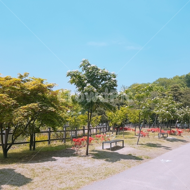 park,공원,plant,식물,tree,나무,outdoors,옥외