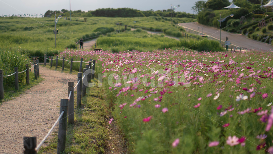 배경,봄,꽃,길,코스모스,꽃잎,꽃밭,하늘공원,식물,색감,핑크,분홍,보라,보라색,보라빛,자주색,자주빛,공원,울타리,자연,풍경,nature,landscape,식물,plants,꽃,flower