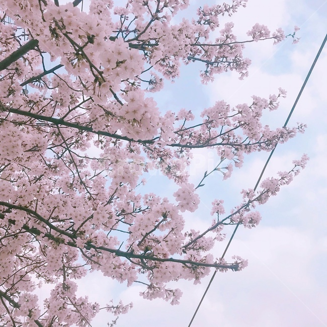 봄,벚꽃,식물,꽃,flower