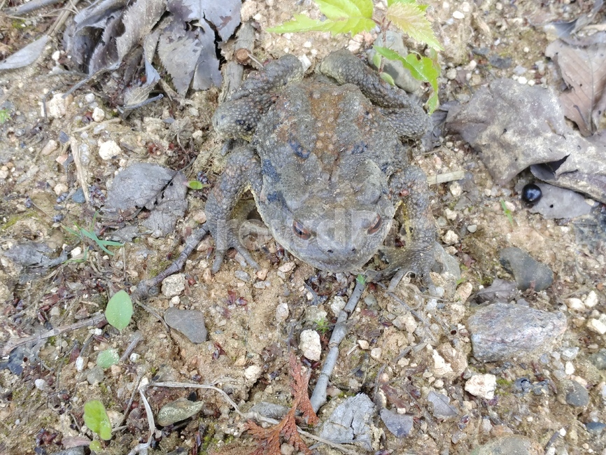 frog,water toad,amphibia,toad,toad family,Yangseo River