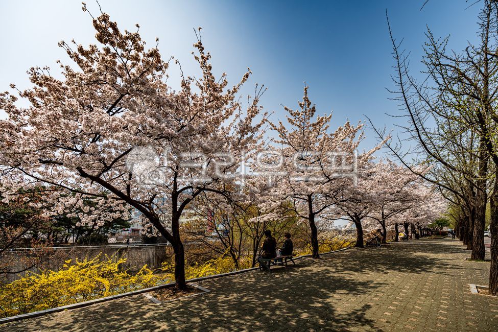 벚꽃, cherryblossoms, 플라워, flower, 4월, 사진,이미지,일러스트,캘리그라피 - 드래곤볼작가