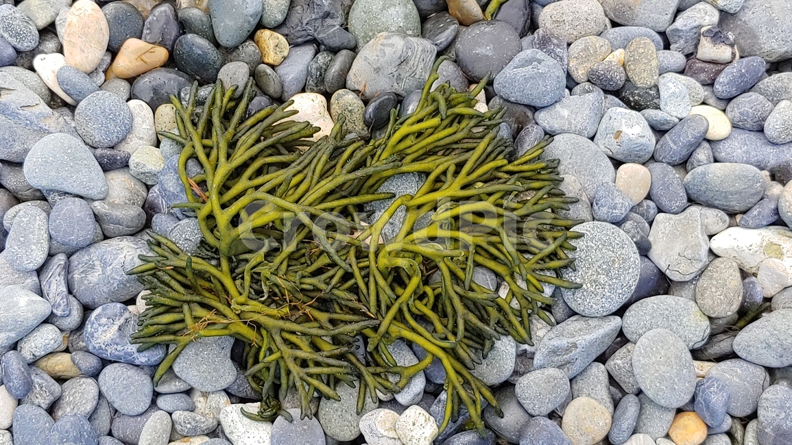 바다풀,해초,자갈,바닷가,둥근돌,식물,자연,plants,nature