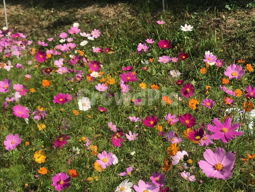 코스모스,가을,flower,blossom,commoncosmos,식물,꽃,식물,자연,plants,nature,꽃,flower
