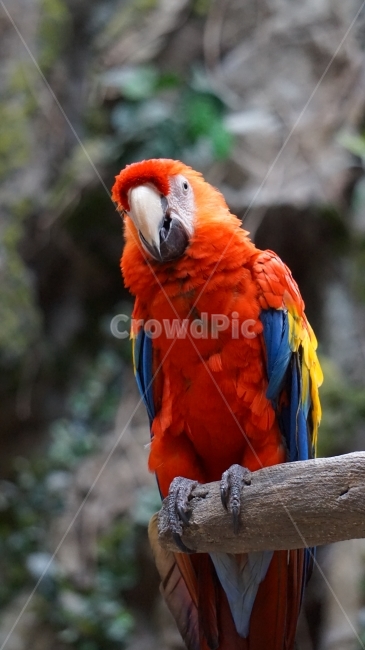 앵무새,새,bird,조류,레인보우,동물,animal,조류,새,birds