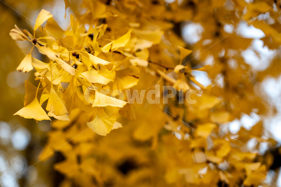 나무,가을,낙엽,fallenleaves,은행나무,가을,계절,fall,autumn,season