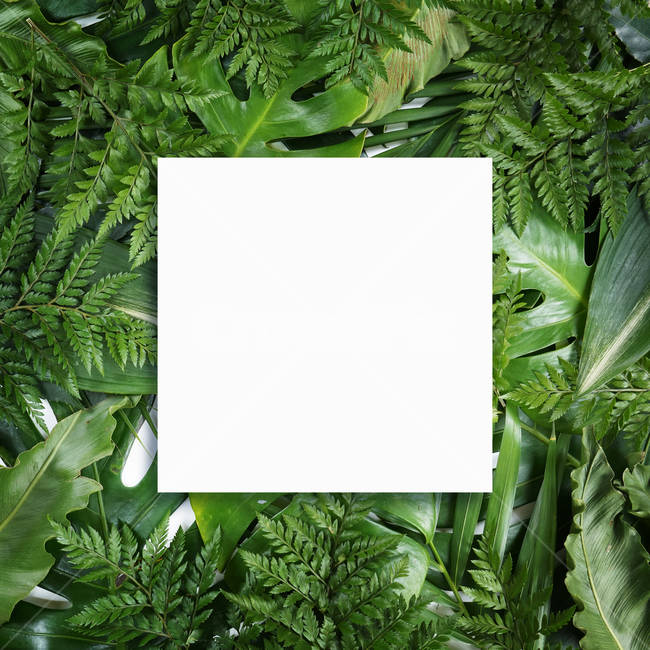 prepare,natural,neon,Botanical Frame,Botanical,leaf,summer,tropical,background image,palm tree,Neon,reversal,background,plant,tropical plants,jungle,colorful,frame