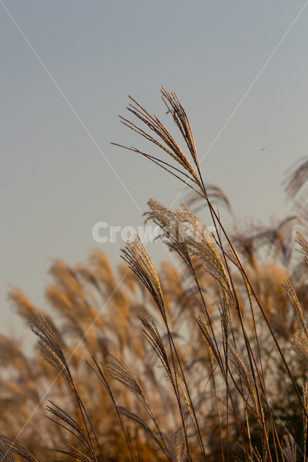 가을,억새,갈대,식물,자연,풍경,하늘공원,억새풀,계절,가을,계절,fall,autumn,season,grass,잔디,plant,lawn,reed