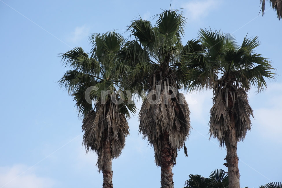와싱톤야자나무,야자나무,식물,palm,plant,식물,자연,plants,nature,나무,trees,wood