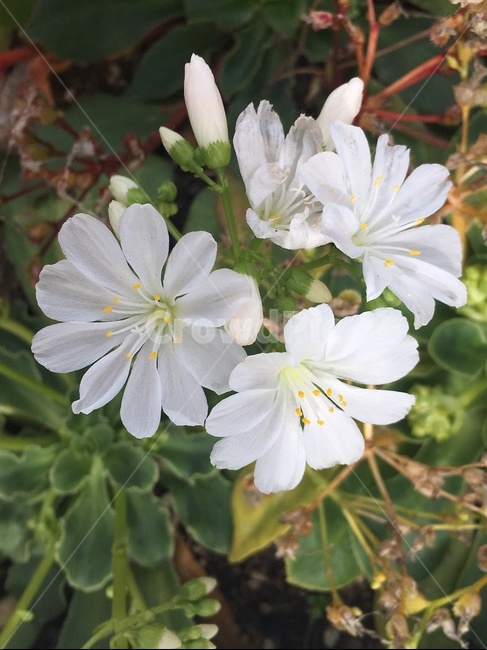 꽃,들꽃,봄,다채로운색상,오묘한꽃,식물,자연,plants,nature,꽃,flower