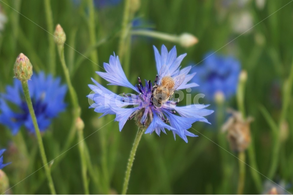 꽃,들꽃,벌,꿀벌,자연,flower,flowers,wildflowers,bee,nature,식물,자연,plants,nature,꽃,flower,동물,animal,곤충,벌레,insect,bug