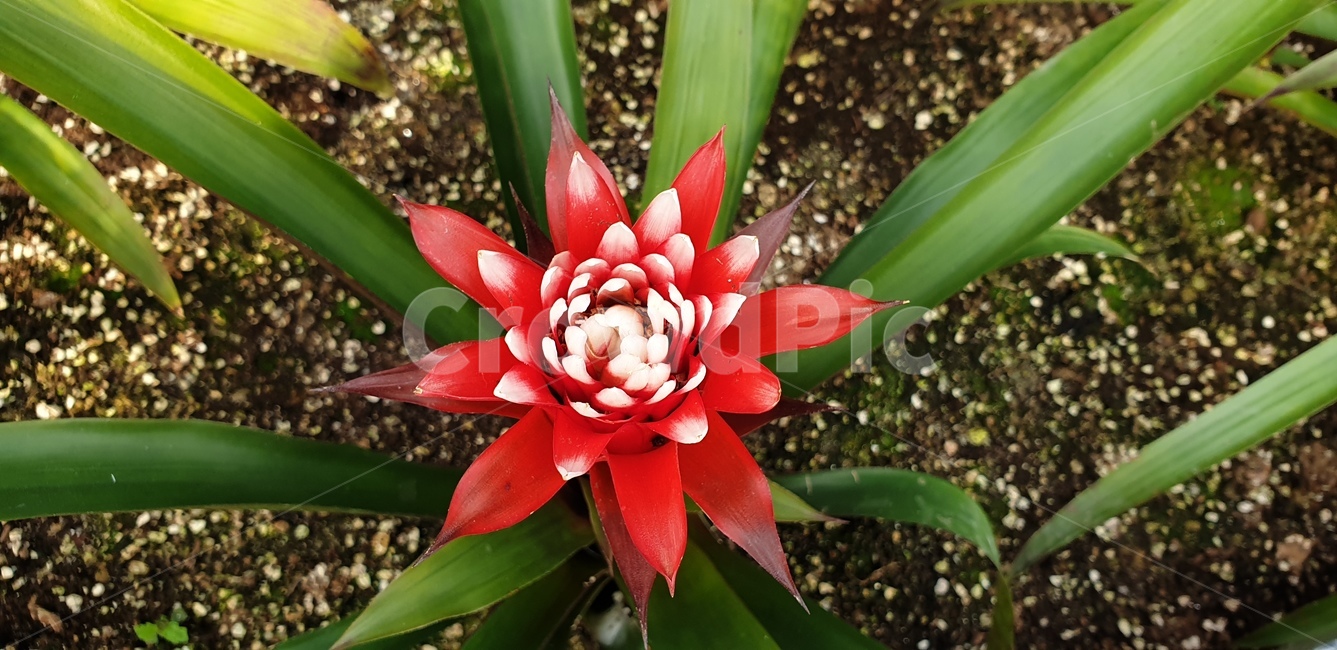꽃,아나나스,화초,화원,정원,자연,식물,자연,plants,nature,꽃,flower