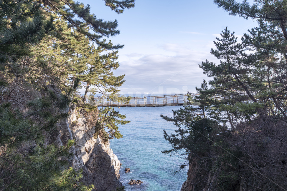 tree,나무,바다,sea,다리,bridge,구름,출렁다리,추암,추암해변,자연,풍경,nature,landscape