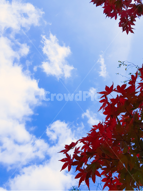 가을,단풍,가을하늘,구름,배경,감성,계절,단풍나무,자연,하늘,풍경,식물,fall,autumn,season,feeling,sensible,nature,maple,tree,plant,가을,계절,fall,autumn,season,식물,자연,plants,nature,leaf,잎,나무