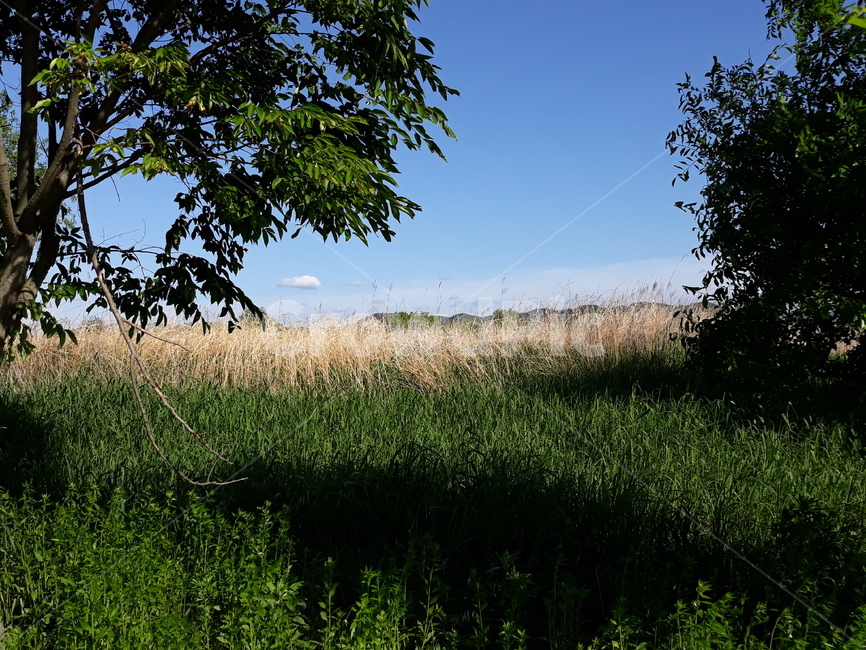 자연,구름,조화,초록,그림,자연,풍경,nature,landscape,grassland,목초지,field,들,outdoors,옥외,savanna,대초원