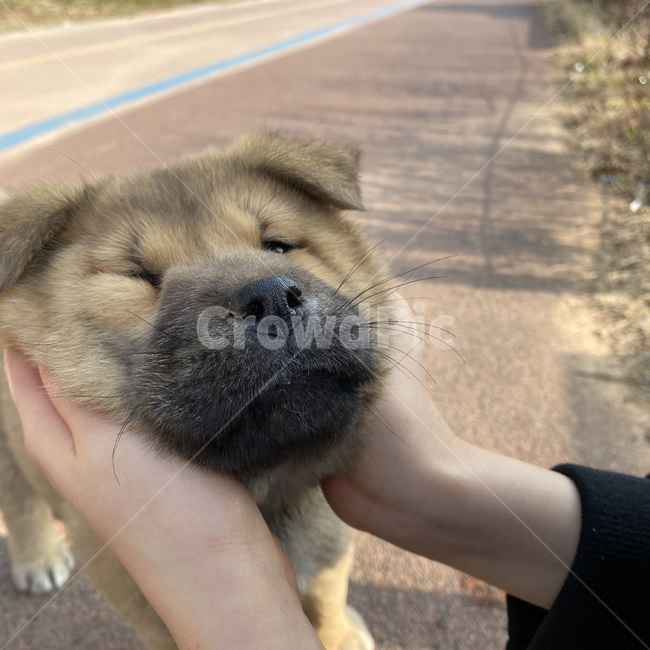 똥개,갈색강아지,길강아지,진돗개,강아지,dog,개,애완동물,pet,동물,animal,mammal,포유류,canine,puppy,동물,animal,포유류,mammal,개,강아지,dog,doggy