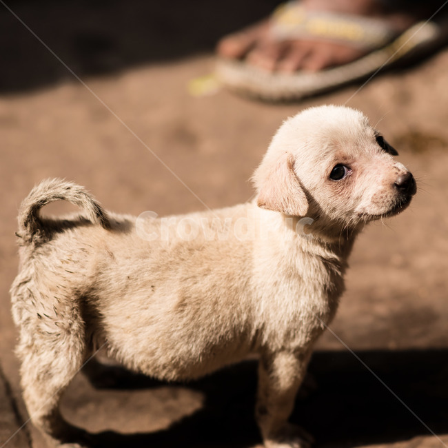 새끼,강아지,개,유기견,귀여움,동물,animal,포유류,mammal,개,강아지,dog,doggy