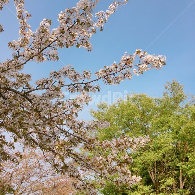 벚꽃,냐무,꽃,봄,4월