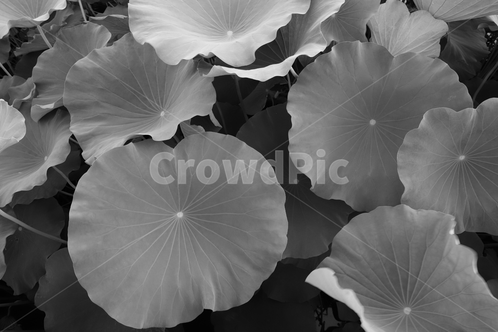 연잎,식물,자연,흑백사진,감성,식물,자연,plants,nature,흑백,모노톤,monochrome,black and white