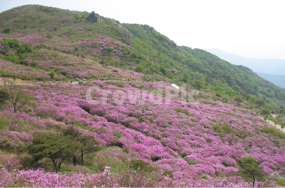 황매산,철쭉,황매평전,합천,철쭉제,봄,계절,spring,season,자연,풍경,nature,landscape,한국자연풍경,한국자연경관,korea nature landscape,plant,식물