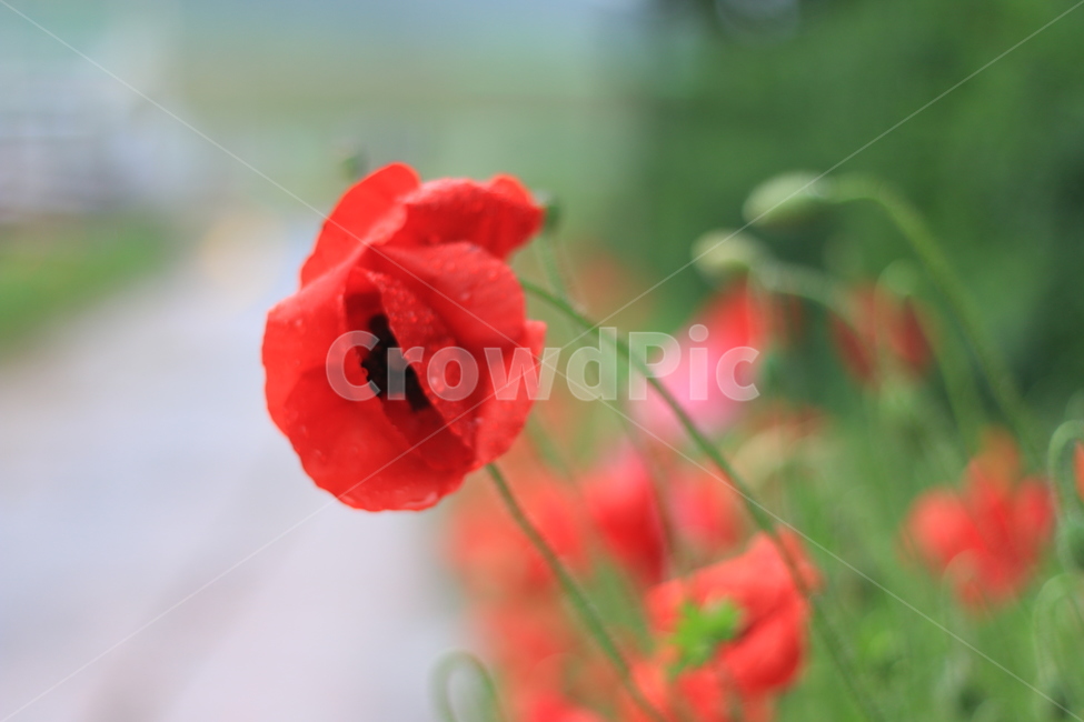 여름,시작,양귀비,위로,꽃,식물,자연,plants,nature,꽃,flower