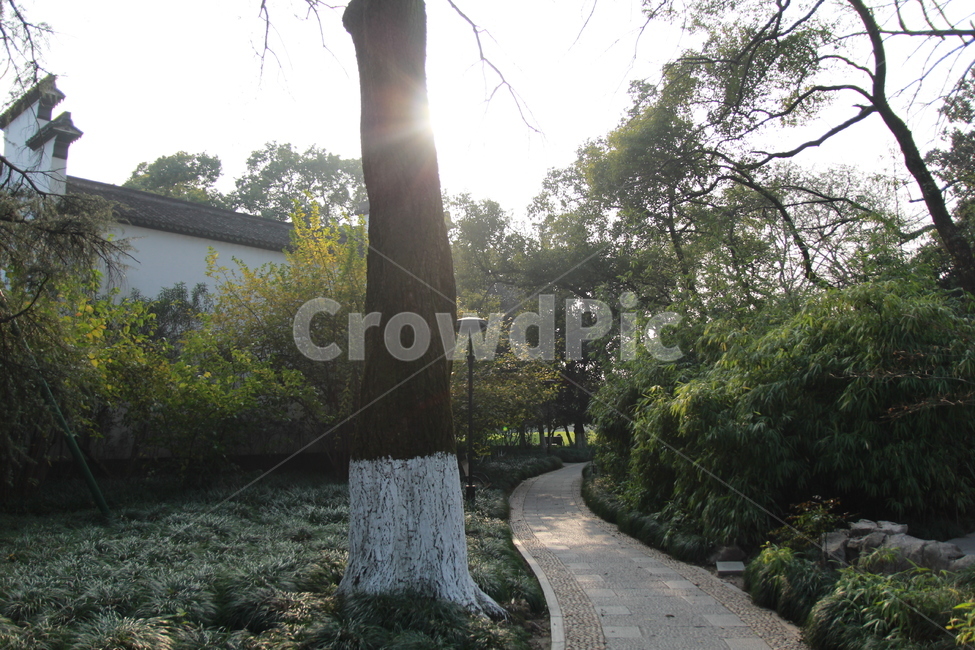 plant,나무줄기,tree,식물,나무,빛,식물,자연,plants,nature,나무,trees,wood