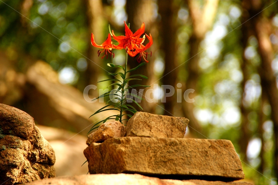 서산,팔봉산,꽃,바위,외톨이,식물,자연,plants,nature,꽃,flower