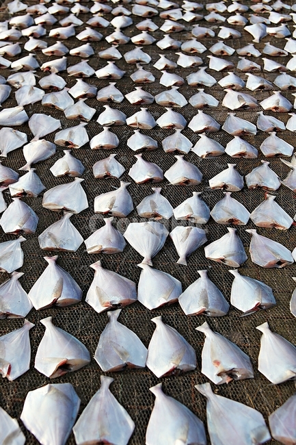 생선,병어,반건조생선,건조기,수산물,자연,풍경,수산물,해산물,fishery products,seafood,어업,fishery,fishing industry