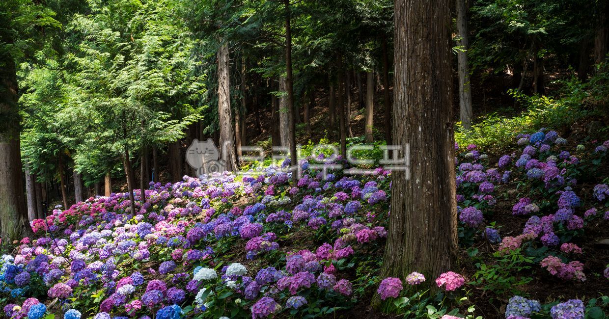 forest,Hill,hydrangea flower,woodland,vegetation,hydrangea,flower garden,summer,clear air,small forest,beautiful,healing,mountain,petal,flower bud,sight,season,mountainside,park,green,Cypress Forest,nature,Jerim Yoon,tree,green forest,slope,full bloom,flo