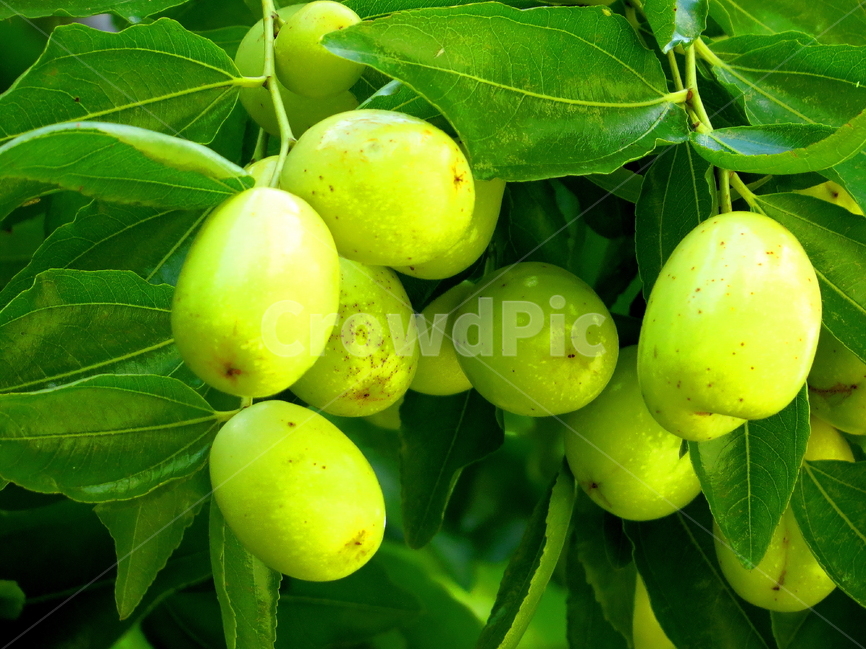 식물,과일,자연,식품,풍경,식물,자연,plants,nature,과일,열매,fruit