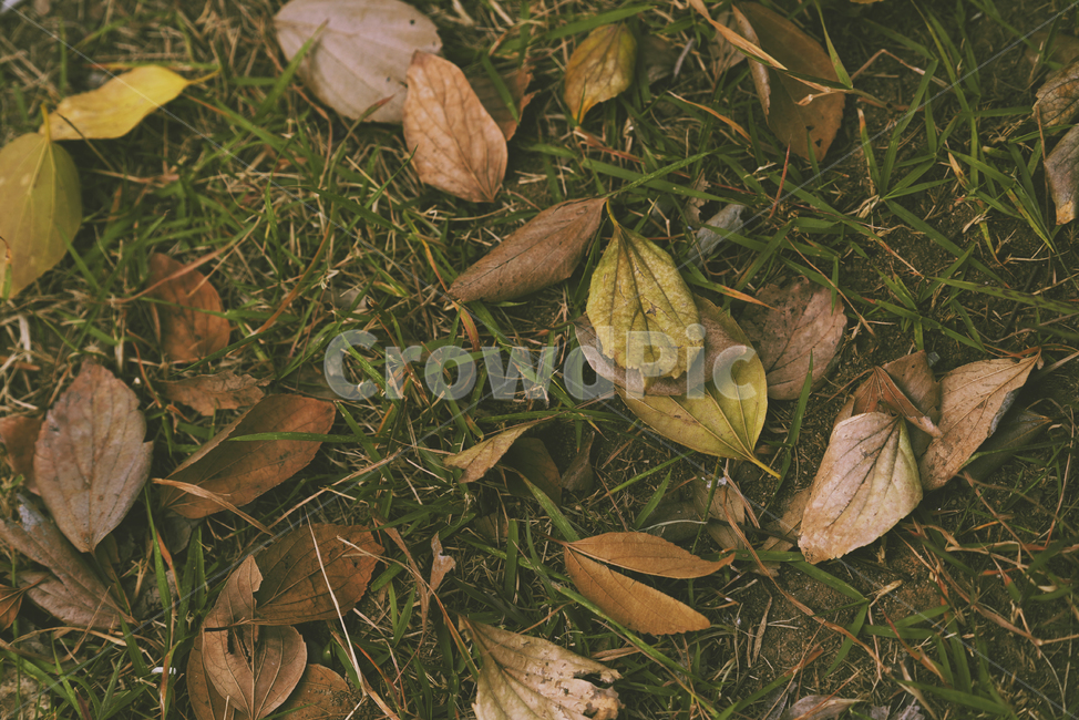 가을,계절,낙엽,잎,자연,leaf,plant,식물,가을,계절,fall,autumn,season