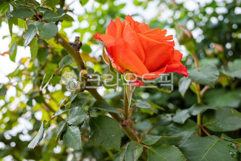 장미,rese,꽃,장미꽃,빨간장미,flower,빨간장미꽃,red,redflower,blossom,plant,식물,잎,leaf,잎사귀,장미가시,장미잎,자연,green