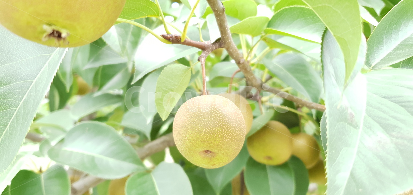 돌배,과일,식물,자연,배,pear,friut,plants,nature