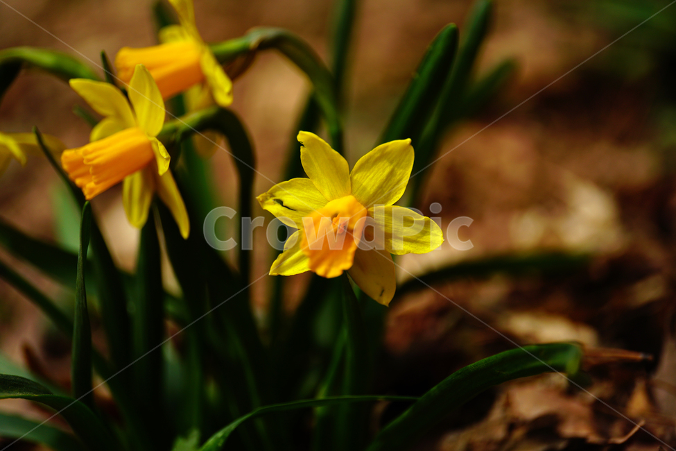 수선화,한국자연,꽃,꽃사진,플라워,flower,봄,봄꽃,spring,식물,plants,자연,nature,풍경,landscape,계절,season,snap,스냅,접사,macro,closeup,클로즈업,감성사진,감성,힐링,healing,느낌,feel,feeling,꽃밭,화단,나무,나뭇가지,tree,꽃봉오리,4월,April,봄,계절,spring,season,식물,자연,plants,nature,꽃,flower,plant,blossom