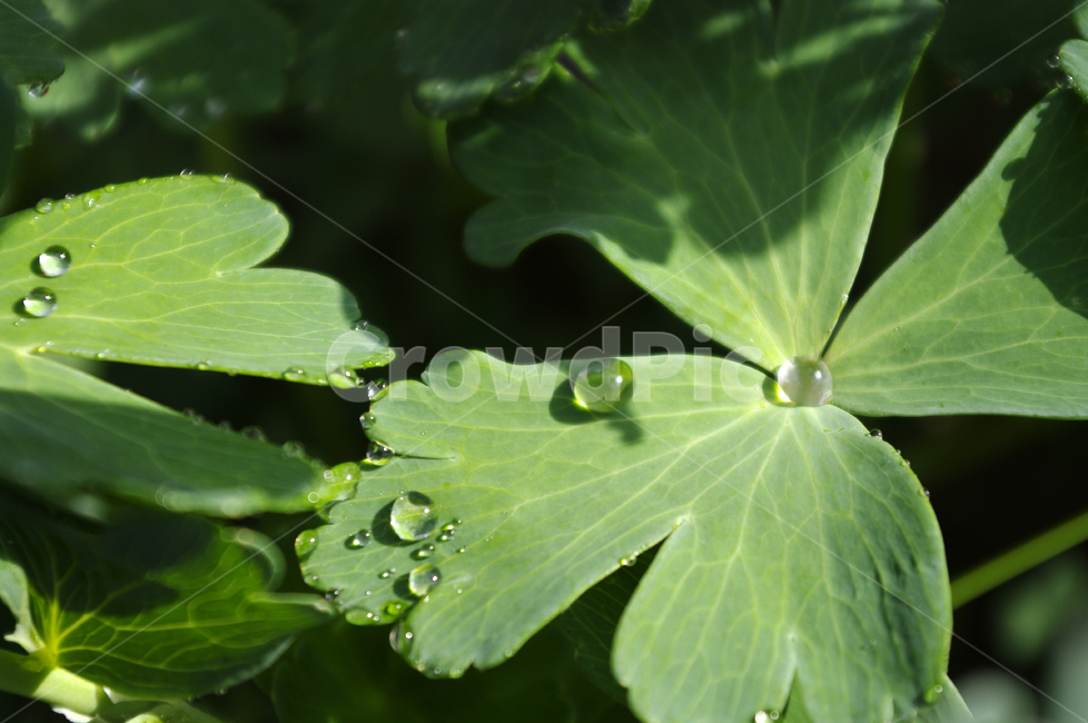 이슬,풀잎,식물,plant,초록