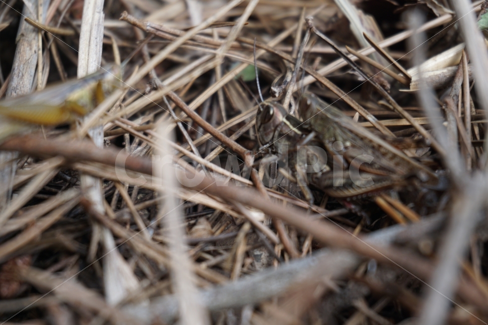 메뚜기,짝짓기,곤충,벌레,가을,동물,animal,곤충,벌레,insect,bug