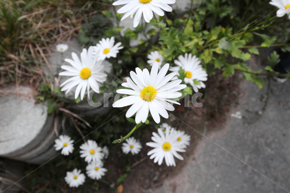 데이지,꽃,가을,봄,들꽃,자연,화이트,식물,자연,plants,nature,꽃,flower