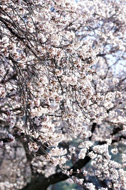 벚꽃,봄,꽃,나무,자연,식물,예쁨,아름다움,하얀색,분홍색,감성,느낌,nature,flower,spring,white,pink,beauty,emotion,feeling,trees,봄,계절,spring,season,꽃,flower,plant,blossom