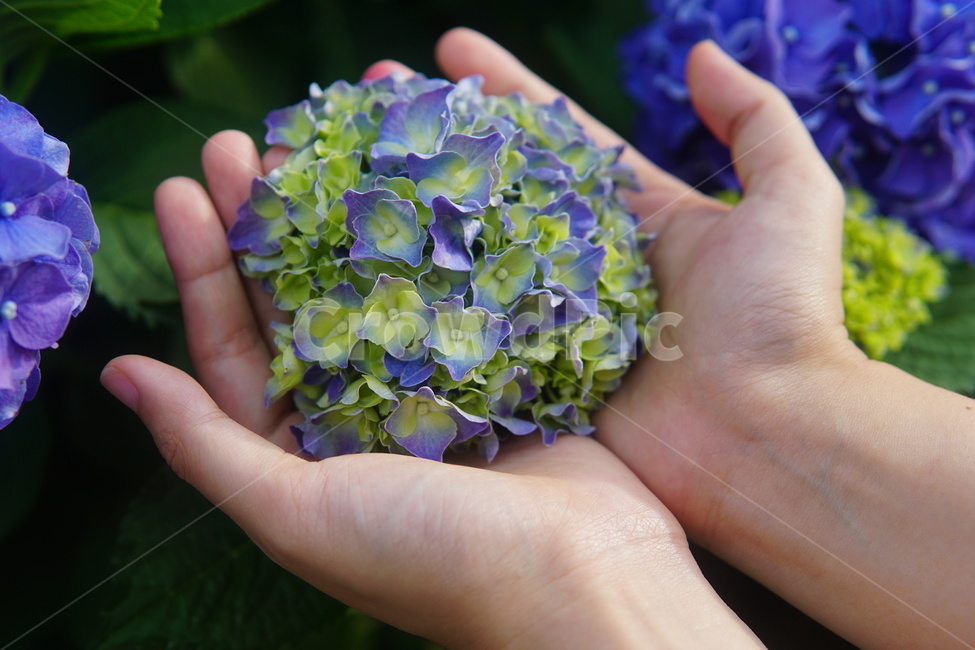 수국,꽃,flower,5월꽃,식물,plant,식물,자연,plants,nature,꽃,flower
