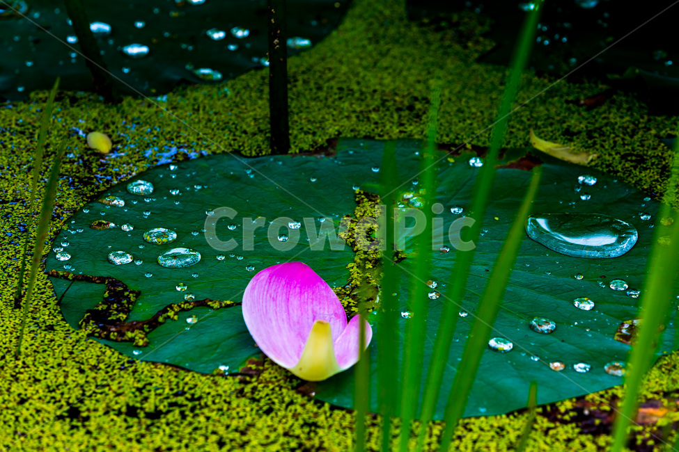 연꽃잎,낙화,연잎,물방울,습지,식물,자연,plants,nature,꽃,flower