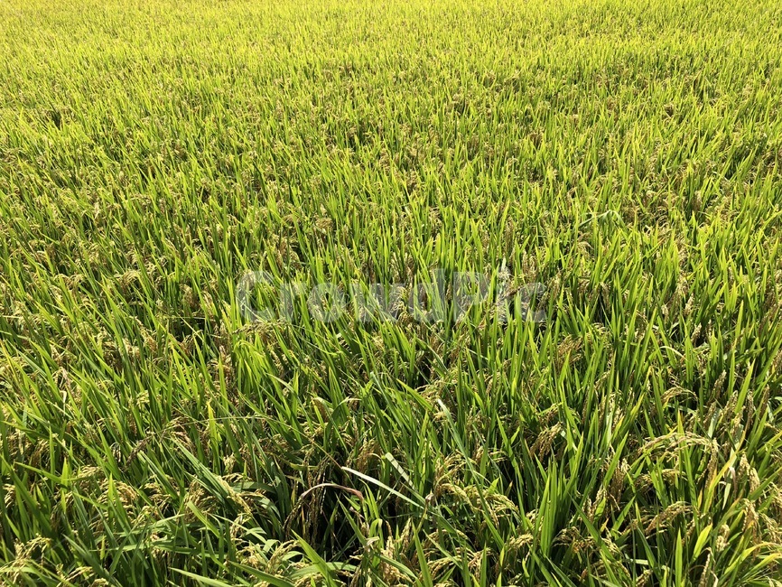 논,벼,시골,농사,가을,초가을,산업,industry,industrial,농업,농사,agriculture,farming,farming industry