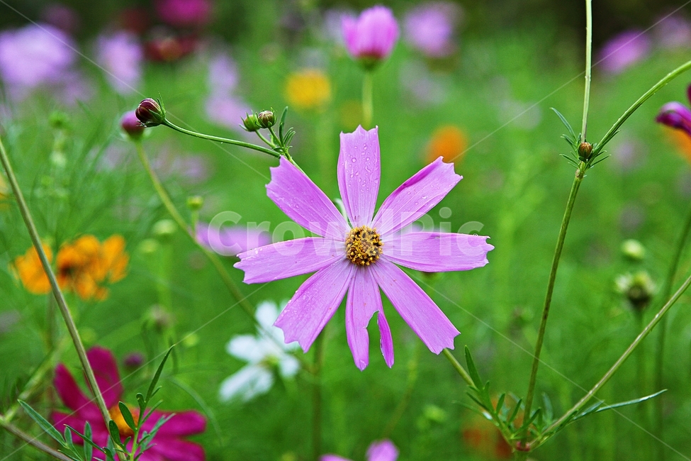 코스모스,꽃,꽃잎,식물,자연,가을,가을꽃,공원,식물,자연,plants,nature,꽃,flower