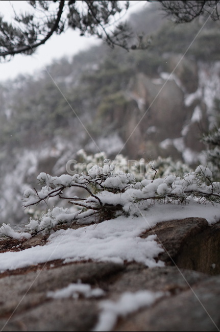 용봉산,겨울,눈,풍경,소나무,눈송이,겨울,계절,winter,season,식물,자연,plants,nature