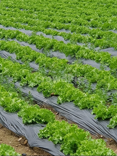 상추,밭,농업,초록,식물,재배,plant,산업,industry,industrial,농업,농사,agriculture,farming,farming industry