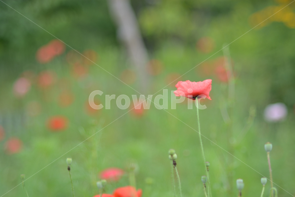 양귀비,양귀비꽃,꽃,아름다움,자연,식물,자연,plants,nature,꽃,flower