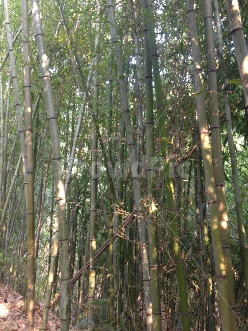 자연,대나무,숲,나무,대나무숲,자연,풍경,nature,landscape,plant,식물