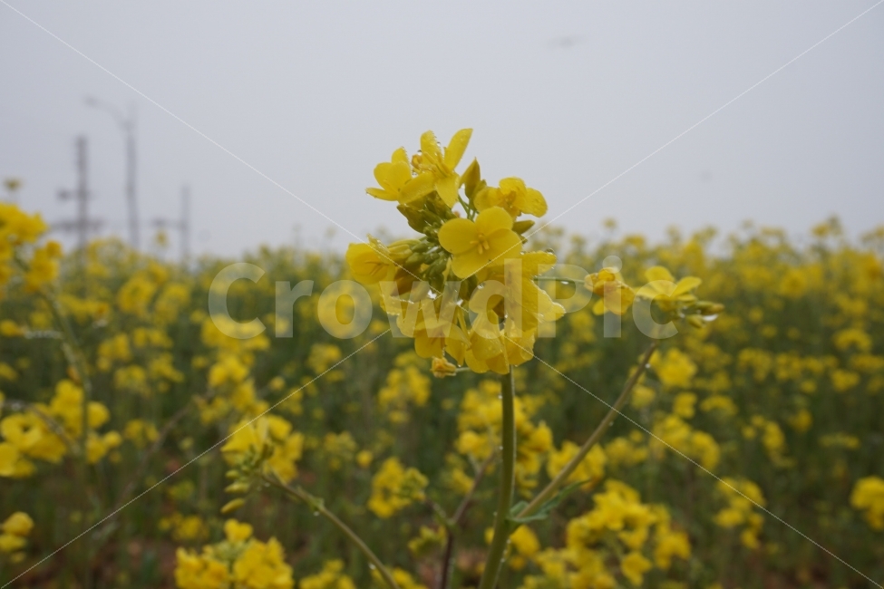 	꽃,노란색,노란꽃,물방울,꽃밭,식물,자연,plants,nature,꽃,flower
