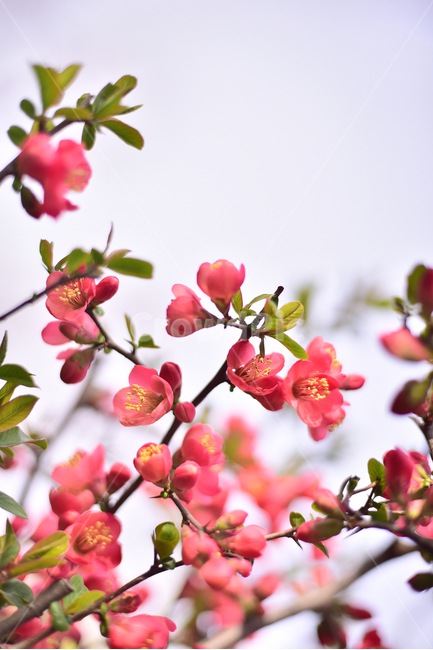 flare,Rosaceae,Spring background,ornamental,spring flowers,season,Myeongja tree,flowers,blossom,springflowers,flower,red flower,outdoor,outdoors,background,plant,deciduous shrub,tree flower