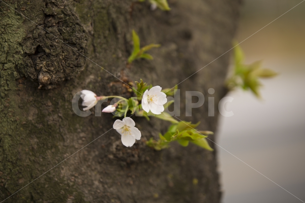 벚꽃,꽃,봄날,봄,봄꽃,자연,흰색,분홍,새싹,flower,nature,spring,cherryblossom,pink,white,봄,계절,spring,season,식물,자연,plants,nature,꽃,flower,plant