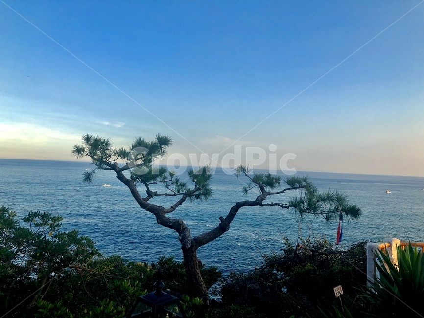 소나무,풍경,바다,노을,하늘,저녁,자연,멋진,장관,pinetree,scenery,sea,ocean,sunset,sky,beautiful,wonderfulscenery,nature
